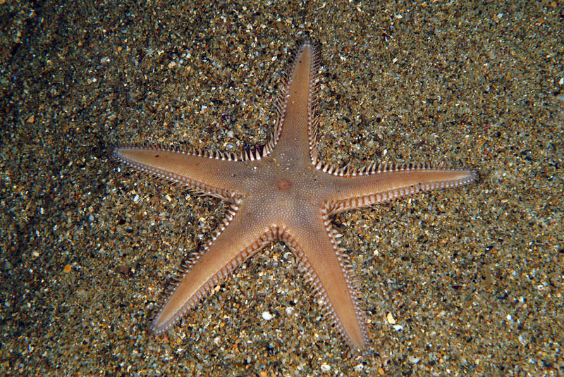 Astropecten platyacanthus (Philippi, 1837)